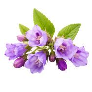 Allantoin