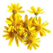Arnica